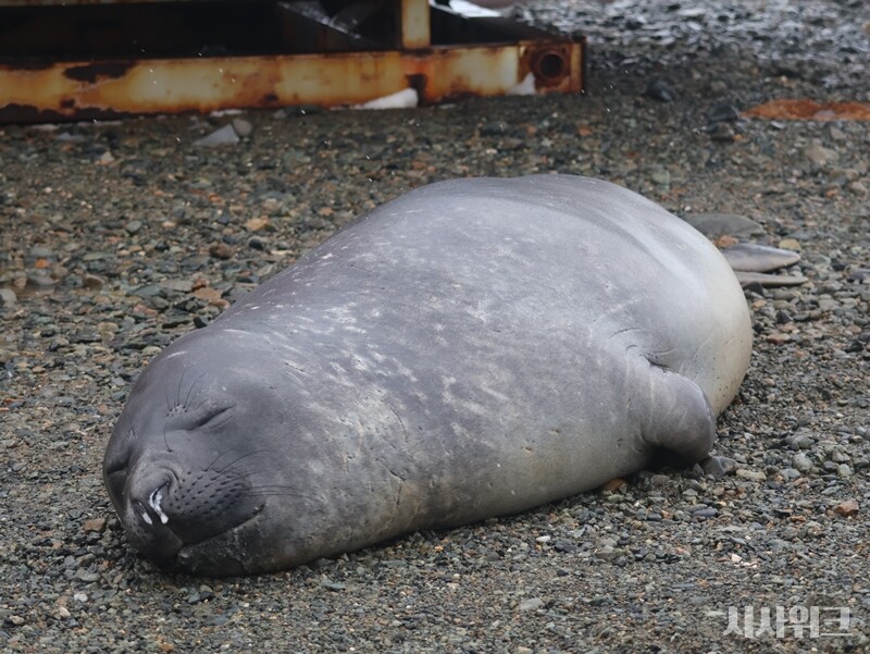 부둣가에 찾아온 거대한 어미 코끼리물범. 귀엽고 작은 새끼와 달리 거의 900kg에 육박하는 거대 해양 포유류다./ 사진=남극특별취재팀