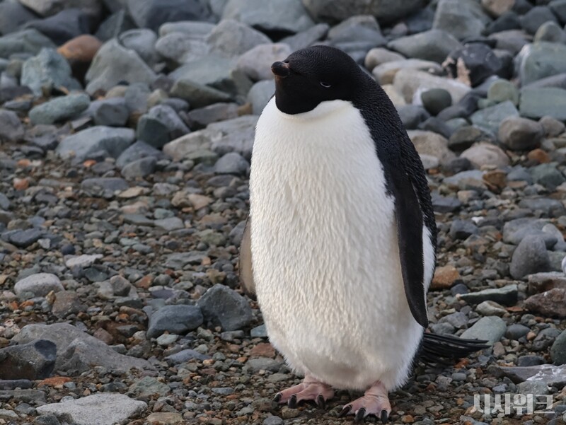 "올해는 다이어트에 성공하게 해주세요"./ 사진=남극특별취재팀