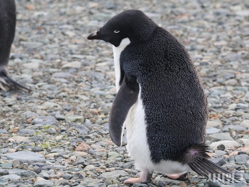젠투펭귄 무리에 슬그머니 합류한 아델리펭귄의 모습./ 사진=남극특별취재팀