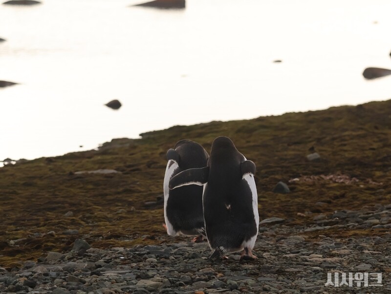 세종곶 저수지로 이동하는 펭귄들. 마치 일몰을 보러 가는 사람들처럼 보였다./ 사진=남극특별취재팀