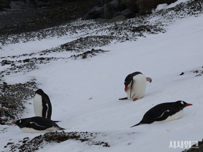 “시설은 나쁘지 않으니 별점은 3개반 드립니다.” / 사진=남극특별취재팀