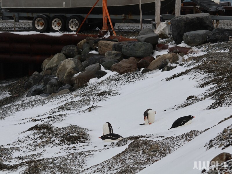 세종기지 부둣가에서 블리자드를 피해 숨은 젠투펭귄들./ 사진=남극특별취재팀