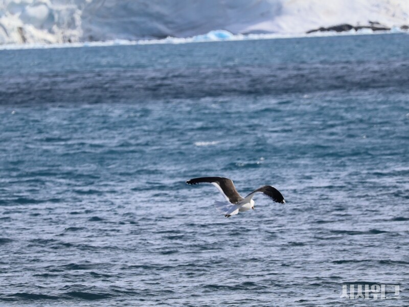 바다 위에서 먹잇감을 탐색하는 남방큰재갈매기. /사진=남극특별취재팀