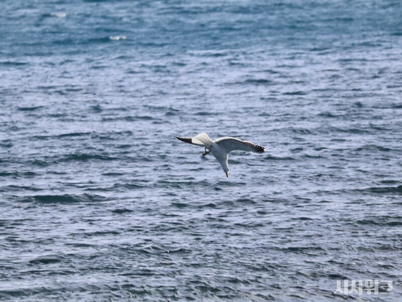 사냥을 위해 총알처럼 바다로 뛰어드는 남방큰재갈매기. / 사진=남극특별취재팀