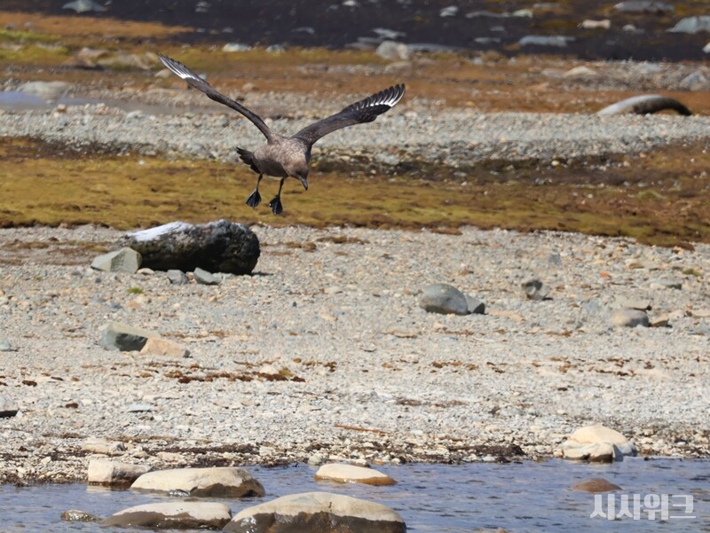물을 마시기 위해 빙하가 녹은 연못을 찾은 갈색도둑갈매기. /사진=남극특별취재팀