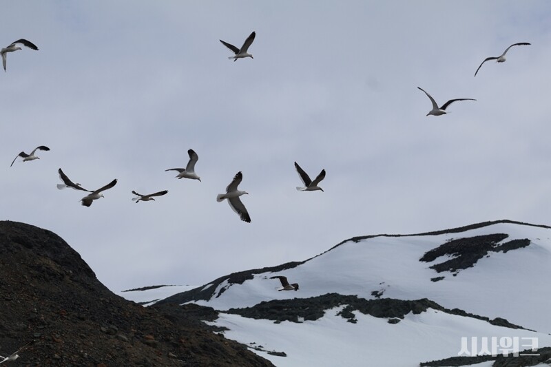 포터소만 인근에서 갈매기 무리가 날아다니는 모습, / 사진=남극특별취재팀