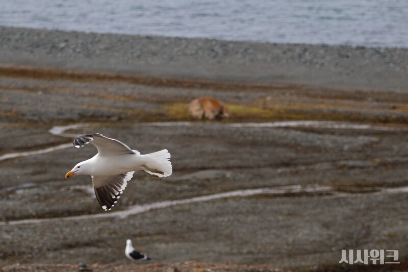 남방큰재갈매기가 포터소만 상공 위를 비행하는 모습. /사진=남극특별취재팀