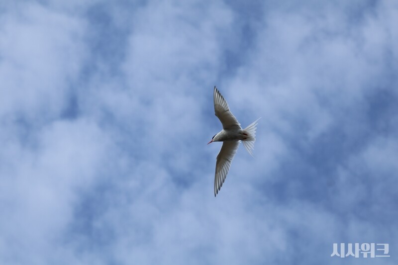 작지만 뛰어난 비행실력이 눈에 띄는 남극제비갈매기. / 사진=남극특별취재팀