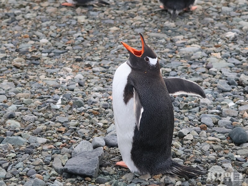 “나도 새야!”. / 사진=남극특별취재팀