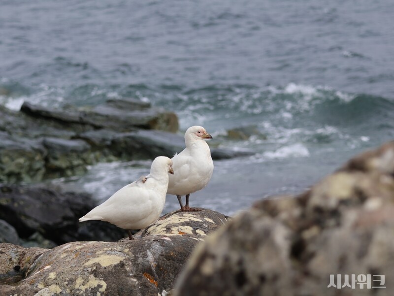 칼집부리물떼새 한 쌍이 바위에서 쉬고 있는 모습. /사진=남극특별취재팀