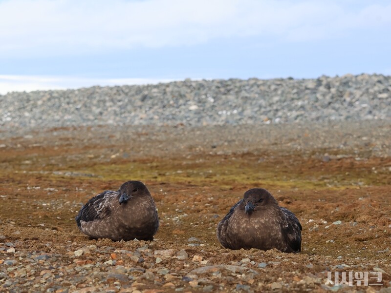 남극에서 가장 사나운 사냥꾼인 갈색도둑갈매기도 사실은 금슬 좋은 부부다. / 사진=남극특별취재팀