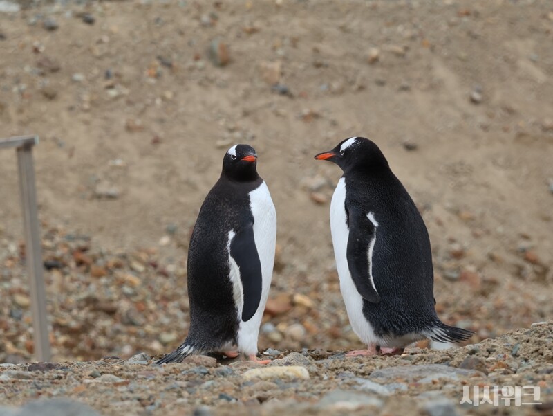 다정한 젠투펭귄 한 쌍의 모습. / 사진=남극특별취재팀
