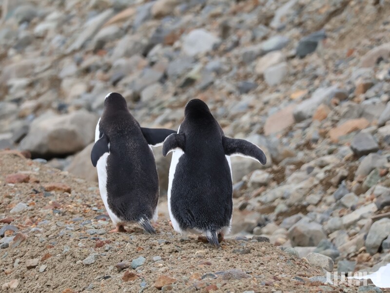 세종기지 체육관 뒷편 언덕을 산책하는 한 쌍의 젠투펭귄. / 사진=남극특별취재팀