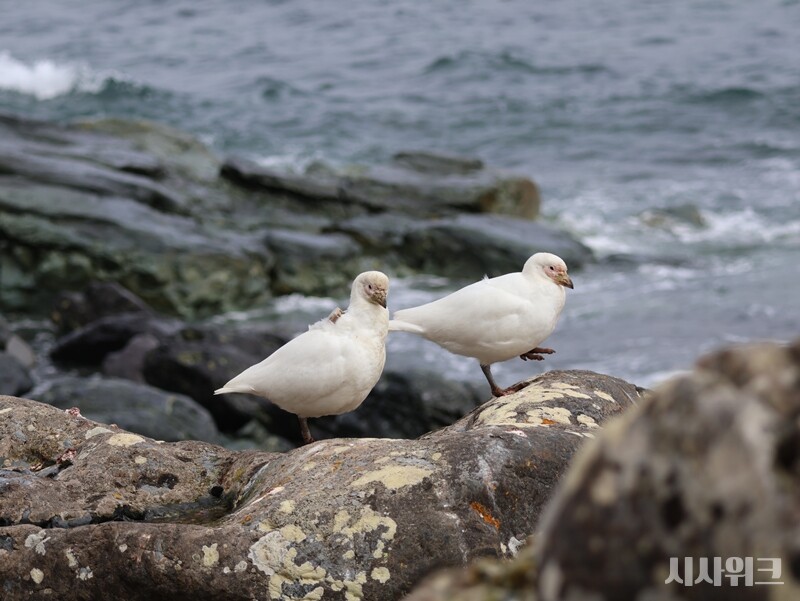 항상 한 쌍이 같이 움직이는 모습을 쉽게 볼 수 있는 칼집부리물떼새. / 사진=남극특별취재팀