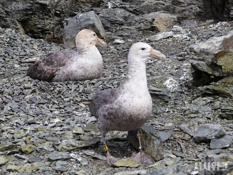 남극 하늘의 제왕인 남방큰풀마갈매기, 일명 자이언트패트럴 역시 한 쌍을 이뤄 생활한다. / 사진=남극특별취재팀