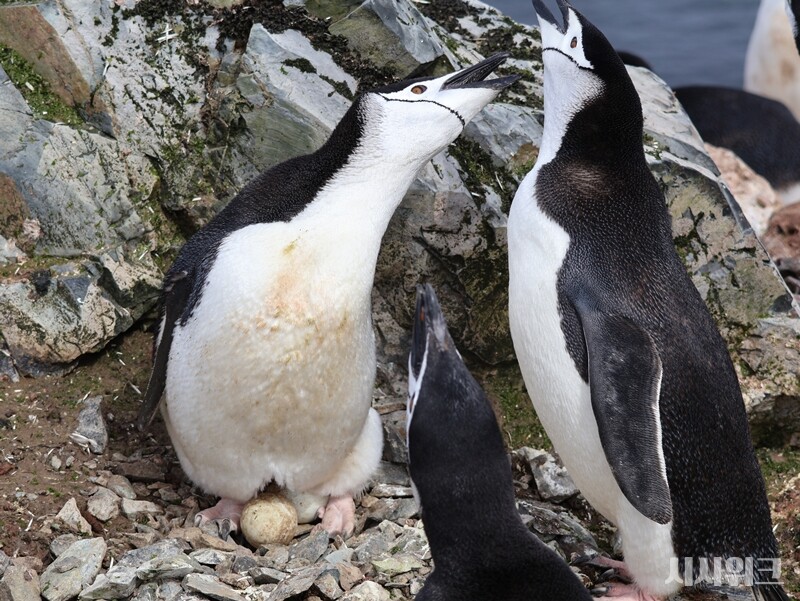 사나운 성격의 턱끈펭귄이지만 단란한 가정을 꾸리고 있다./ 사진=남극특별취재팀