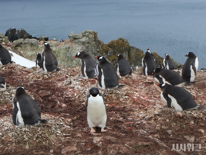 “그만 찍으십시오!” / 사진=남극특별취재팀