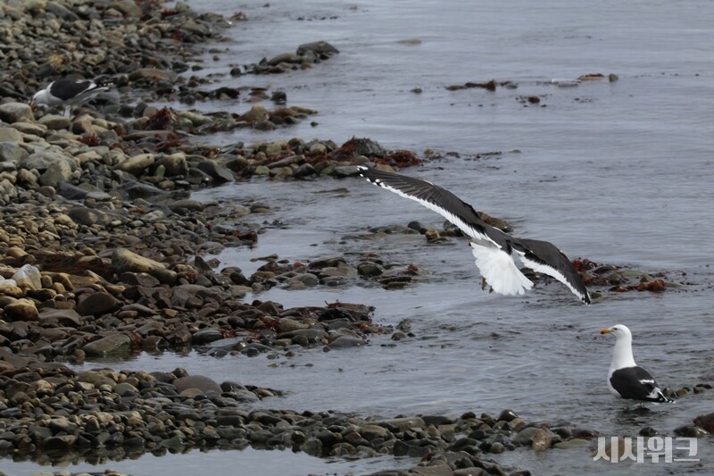 남방큰풀마갈매기는 보통 부부 단위로 사냥하거나 둥지를 지키곤 했다./ 사진=남극특별취재팀