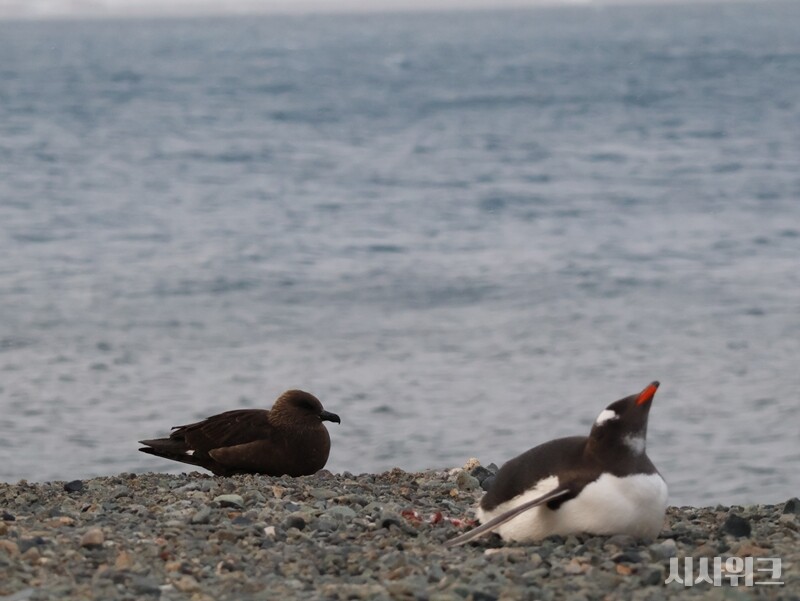 우연히 찍힌 남극판 ‘로미오와 줄리엣’./ 사진=남극특별취재팀