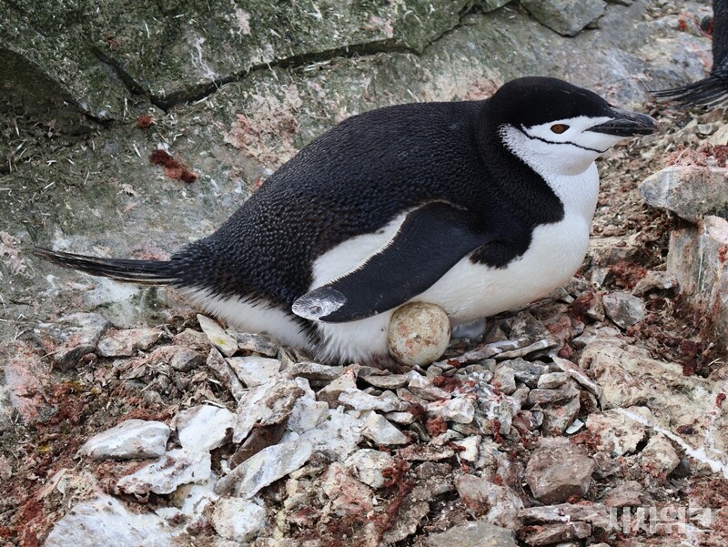 알을 품고 있는 턱끈펭귄. / 사진=남극특별취재팀