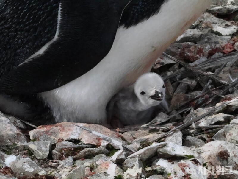 2024년 12월 24일 크리스마스 이브에 태어난 턱끈펭귄새끼, 25일 촬영을 갔을 당시 하루 만에 털이 보송보송해졌다./ 사진=남극특별취재팀