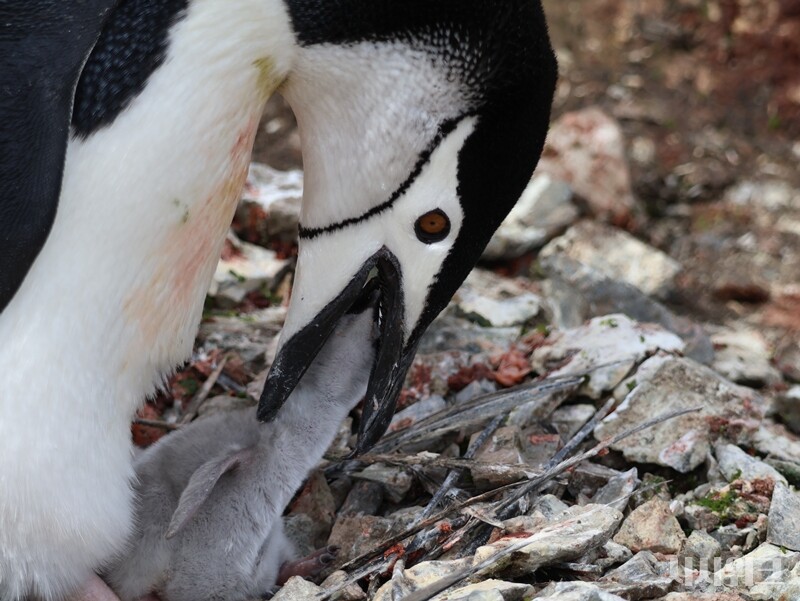 어린 새끼에게 크릴새우를 먹이는 어미 펭귄. / 사진=남극특별취재팀
