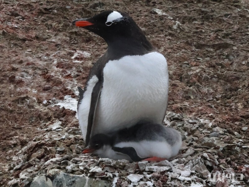 부화한지 시간이 지나 제법 덩치가 커진 젠투펭귄의 새끼. / 사진=남극특별취재팀