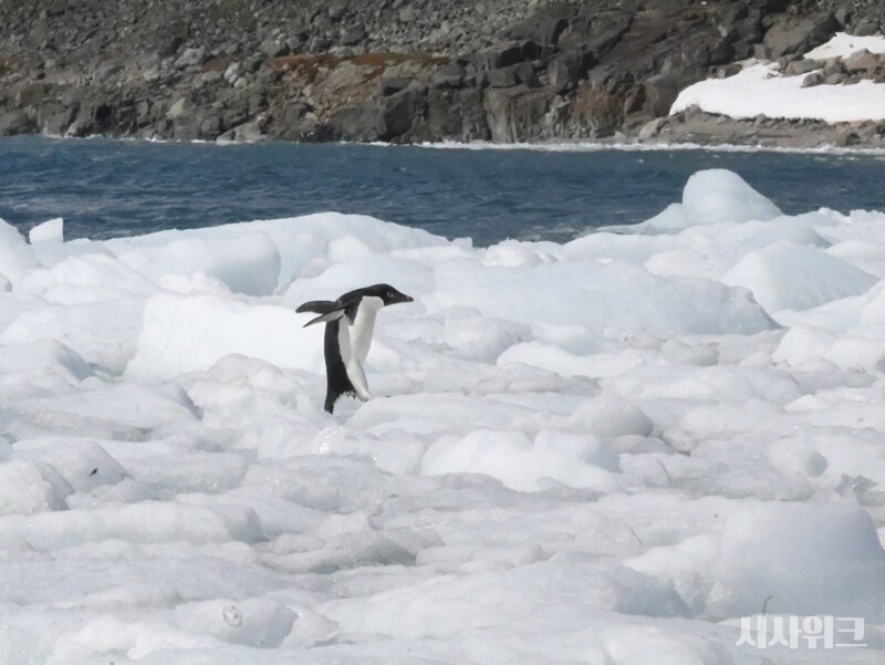민첩하게 유빙 위를 뛰어다니는 아델리펭귄. / 사진=남극특별취재팀