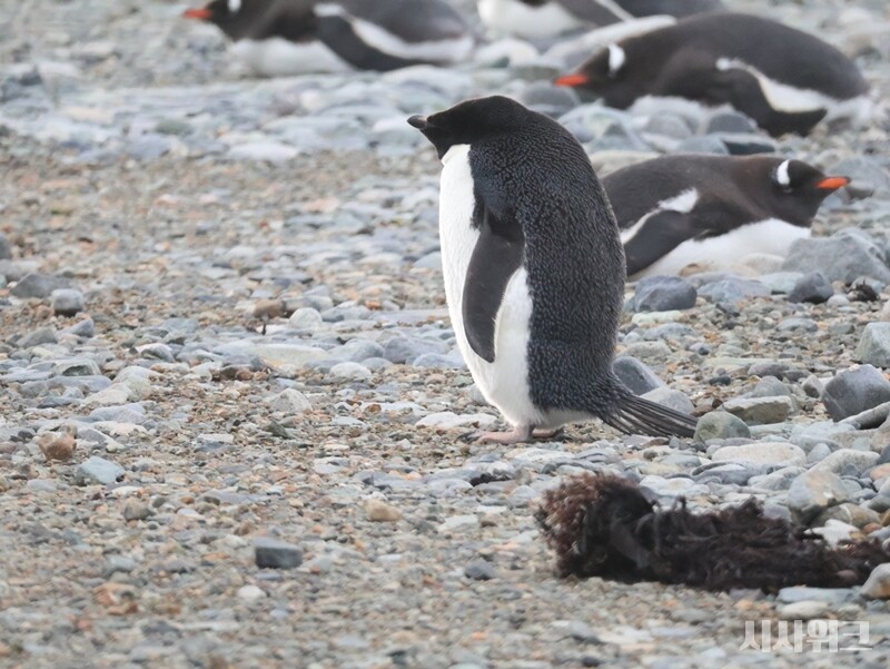 둥글둥글하게 보이는 아델리펭귄의 모습. 뒷편의 젠투펭귄도 제법 통통해보인다. / 사진=남극특별취재팀