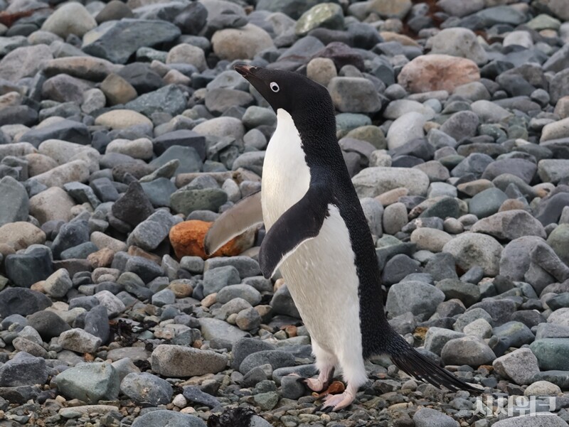 허리를 쭉 펴자 아델리펭귄도 날씬해졌다. 자세의 중요성을 알 수 있는 사진이다. / 사진=남극특별취재팀