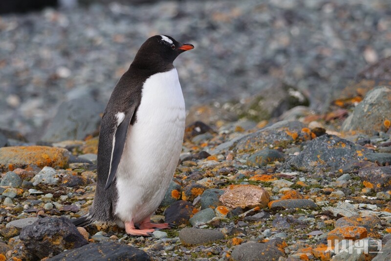 펭귄종 중 3번째로 큰 젠투펭귄도 뱃살이 나왔을 뿐 뚱뚱하지 않다. / 사진=남극특별취재팀