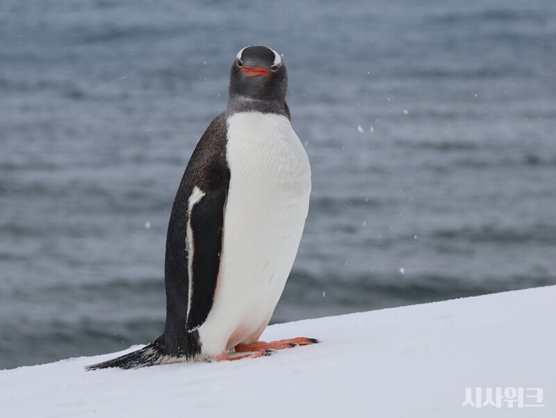 다이어트를 할 필요가 없는 건강한 젠투펭귄. / 사진=남극특별취재팀
