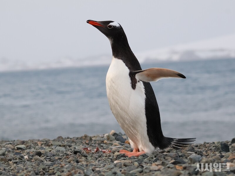 길쭉한 목과 튼튼한 몸통을 자랑하는 젠투펭귄./ 사잔=남극특별취재팀