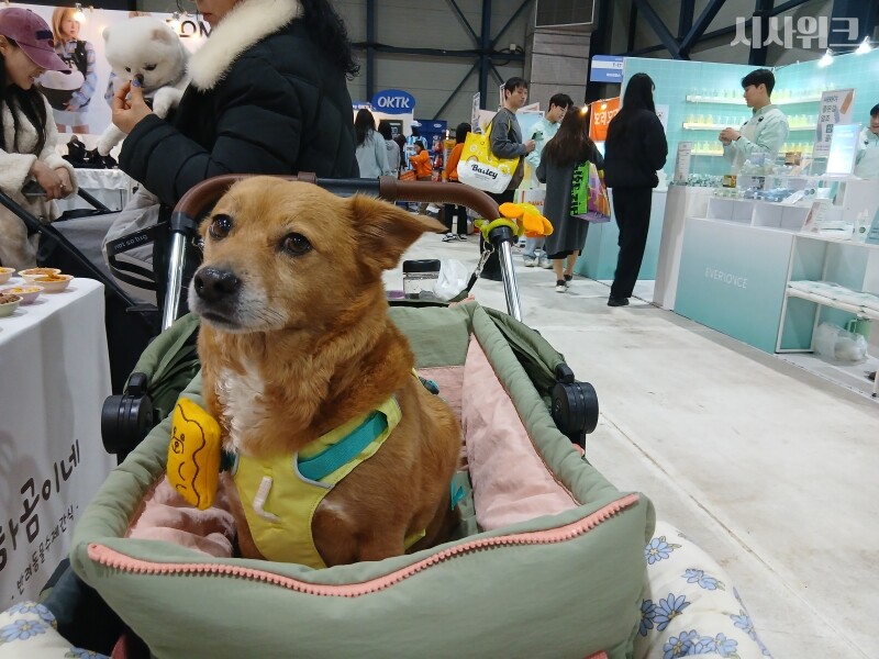 20일 서울 강남구 대치동 세텍(SETEC)에서 반려동물 산업 박람회 ‘2026 케이펫페어’가 열렸다. 사진은 이날 현장을 찾은 반려동물 호두(7) / 사진=김지영 기자