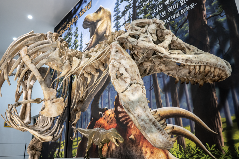 공룡이란 용어를 처음 정립한 것은 1842년 영국의 고생물학자 리처드 오언(Richard Owen)이다. 그리스어로 ‘무서운’이라는 뜻인 ‘δεινός(데이노스)’와 ‘도마뱀’을 뜻하는 ‘σαύρα(사우라)’를 합친 말이다. 사진은 무서운 공룡의 대명사인 티라노사우루스의 화석. / 한국지질자원연구원