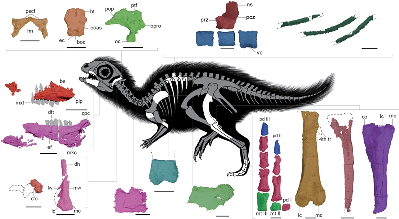 전남 신안 압해도에서 발견된 이 공룡의 이름은 ‘둘리사우루스 허미니(Doolysaurus huhmini)’다. 한국에서 발견된 세 번째 공룡 소식에 아이들부터 어른까지 모두 관심이 집중됐다. / Fossil Record