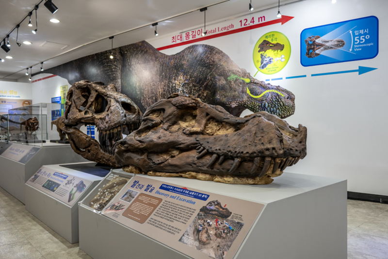 한반도에서는 티라노사우루스와 같은 대형 포식자 공룡도 살았을 것으로 추정된다. 사진은 한국지질자원연구원 박물관에 전시된 티라노사우루스 'Sue'의 두개골 3D프린팅 모형