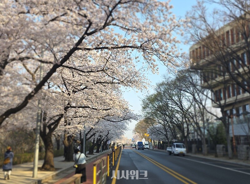 국회 윤중로 벚꽃길. 이곳에서는 4월 3일부터 7일까지 ‘영등포 여의도 봄꽃 축제’가 열릴 예정이다. / 사진=김두완 기자 