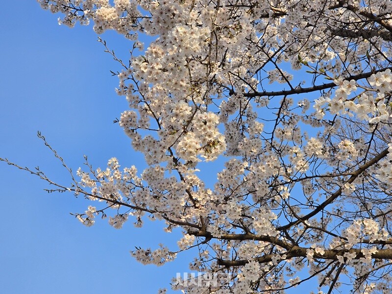 만개한 벚꽃의 모습. / 사진=김두완 기자