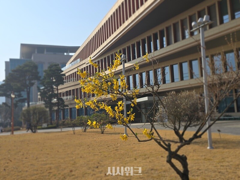 국회 소통관 앞. 나리꽃을 닮았으나 모양새가 조금 못하다고 개나리라 하며, 무리를 이뤄 필 때 더 아름답고 열매는 드물게 열린다. / 사진=김두완 기자