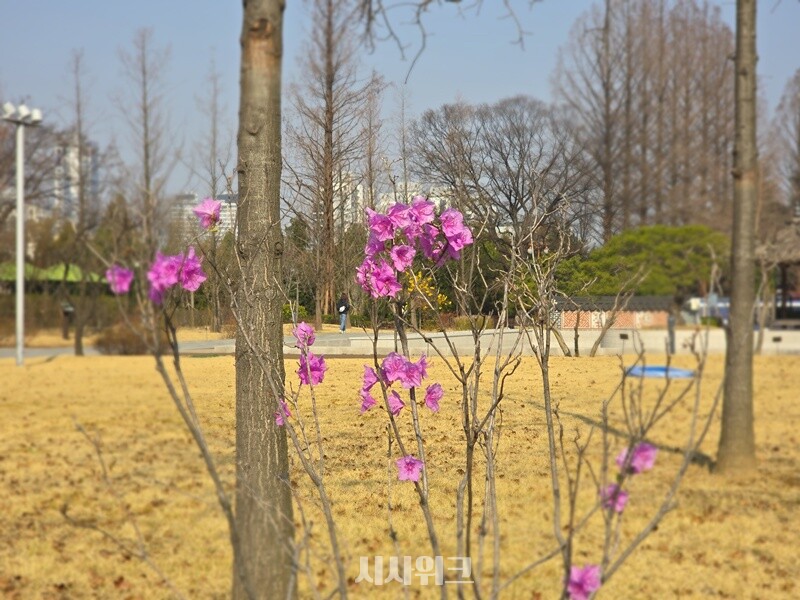 꽃잎을 먹을 수 있어서 남부지방에서는 ‘침꽃’이라 하며, 독이 있는 철쭉 꽃은 ‘개꽃’이라고 한다. 다른 이름은 두견화다. / 사진=김두완 기자