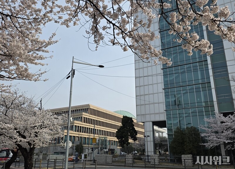 국회 앞 만개한 벚꽃. / 사진=김소은 기자