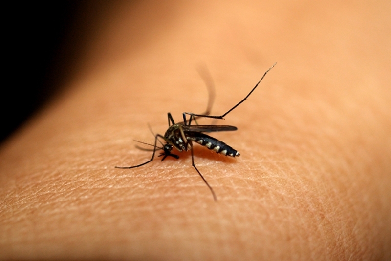 실제로 기후변화는 모기 활동 증가와 직결된다. 날씨가 더워지면서 모기 번식지 밀도 증가, 활동기간의 장기화 등이 이뤄지기 때문이다. 특히 말라리아, 지카바이러스 등 질병 감염 매개체가 되는 모기종들의 활동이 늘어 우려되는 상황이다. / Pixabay