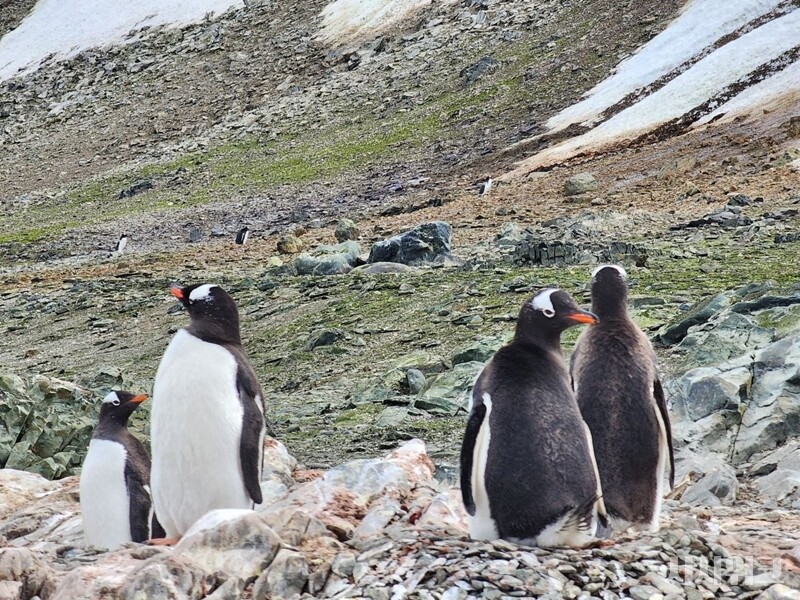 한국의 남극세종과학기지가 위치한 서남극 킹조지섬에는 턱끈펭귄과 젠투펭귄이 서식하는 남극특별보호구역(ASPA) No. 171 나레브스키 포인트 ‘펭귄마을’이 있다. 이곳에서는 수천쌍이 넘는 펭귄들이 서식한다. / 사진=남극특별취재팀
