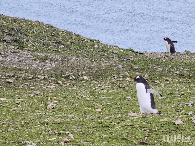  매년 4월 25일은 ‘세계 펭귄의 날’이다. 귄은 귀여운 외모와 행동으로 대중들에게 많은 사랑을 받는 동물이다. 동시에 대표적인 극지 동물로 기후변화, 멸종위기종의 상징이기도 하다. / 사진=남극특별취재팀