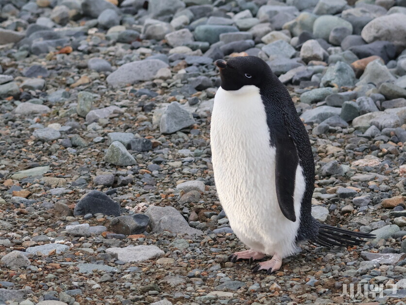 펭귄의 날의 유래는 1972년 남극의 맥머도 기지 연구자들이 ‘아델리펭귄’의 이동 관찰 연구다. 맥머도 기지 과학자들은 아델리펭귄이 수개월간 바다에서 생활한 후, 매년 4월 25일에 정확히 번식지로 돌아오는 것을 관찰했다. 이것이 펭귄의 날로 자리 잡게 됐다. / 사진=남극특별취재팀