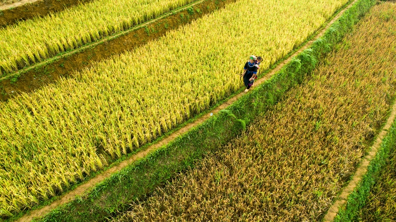 란저우대 연구진은  중국 ‘초원 생태보상정책(Grassland Ecological Compensation Policy, GECP)’을 통한 대규모 초원 복원이 주변 가뭄 문제 해결과 옥수수 수확량 증대를 동시에 가능케한 것을 확인헀다. / 사진=Pixabay