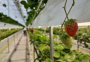 [르포] '한국판 제스프리'를 꿈꾸다... 에스피아그리의 도전 - 뉴스 썸네일 이미지